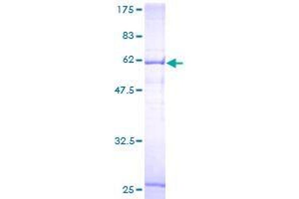 SLC25A45 Protein (AA 1-335) (GST tag)