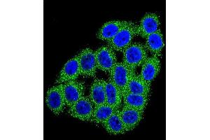 Confocal immunofluorescent analysis of CPB1 Antibody (N-term) (ABIN655962 and ABIN2845347) with Hela cell followed by Alexa Fluor 488-conjugated goat anti-rabbit lgG (green). (CPB1 antibody  (N-Term))