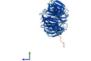Protein Structure (PS) image for Echinoderm Microtubule Associated Protein Like 2 (EML2) (AA 1-649) protein (His tag) (ABIN7558233)