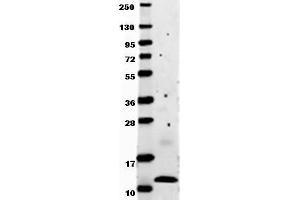 Image no. 1 for anti-Chemokine (C-C Motif) Ligand 2 (CCL2) antibody (ABIN1102997) (CCL2 antibody)
