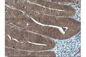 Image no. 1 for anti-Granzyme B (GZMB) (AA 21-247) antibody (ABIN1491198) (GZMB antibody  (AA 21-247))