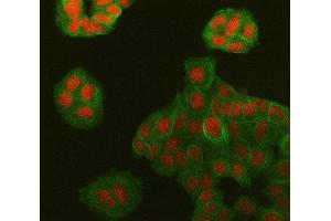 IF analysis of Symplekin/SYMPK using anti-Symplekin/SYMPK antibody (ABIN7601558) and anti-Tubulin Alpha antibody (ABIN7600339). (Symplekin antibody  (AA 384-1092))