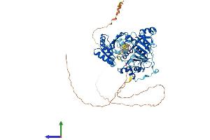 Protein Structure (PS) image for DEAD (Asp-Glu-Ala-Asp) Box Polypeptide 5 (DDX5) (AA 1-614) protein (His tag) (ABIN7563927)
