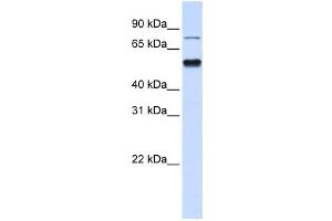 Western Blotting (WB) image for anti-Zinc Finger Protein 773 (ZNF773) antibody (ABIN2458468) (ZNF773 antibody)