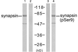 Western blot analysis of extract from mouse brain tissue, using synapsin (Ab-9) antibody (E021259, Line 1 and 2) and synapsin (phospho-Ser9) antibody (E011278, Line 3 and 4). (SYN1 antibody)