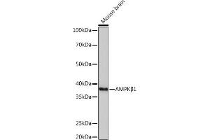 PRKAB1 antibody