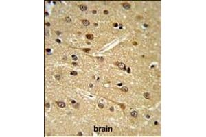 D Antibody (Center) (ABIN652948 and ABIN2842605) IHC analysis in formalin fixed and paraffin embedded human brain tissue followed by peroxidase conjugation of the secondary antibody and DAB staining. (DPP10 antibody  (AA 150-177))