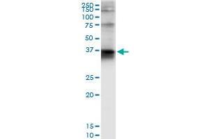 Immunoprecipitation of STX4 transfected lysate using anti-STX4 MaxPab rabbit polyclonal antibody and Protein A Magnetic Bead , and immunoblotted with STX4A purified MaxPab mouse polyclonal antibody (B01P) . (Syntaxin 4 antibody  (AA 1-297))