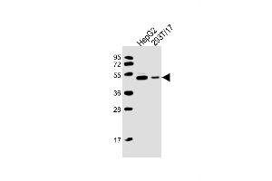 All lanes : Anti-CSIN3 Antibody (M1) at 1:2000 dilution Lane 1: HepG2 whole cell lysate Lane 2: 293T/17 whole cell lysate Lysates/proteins at 20 μg per lane. (PACSIN3 antibody  (N-Term))