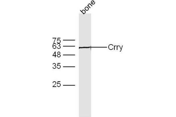 CR1L antibody  (AA 51-150)