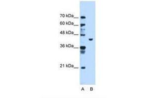 Image no. 2 for anti-Phosphoglycerate Kinase 1 (PGK1) (AA 301-350) antibody (ABIN321382) (PGK1 antibody  (AA 301-350))