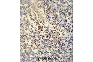 LY6G6C antibody (C-term) (ABIN654496 and ABIN2844228) immunohistochemistry analysis in formalin fixed and paraffin embedded human lymph node followed by peroxidase conjugation of the secondary antibody and DAB staining. (LY6G6C antibody  (C-Term))