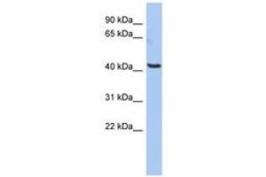 Image no. 1 for anti-Olfactomedin-Like 1 (OLFML1) (AA 323-372) antibody (ABIN6743907) (OLFML1 antibody  (AA 323-372))