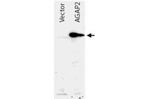 Western blot using AGAP2 polyclonal antibody  shows detection of AGAP2 recombinant protein in transfected HEK293 cell lysates. (AGAP2 antibody  (AA 1-836))