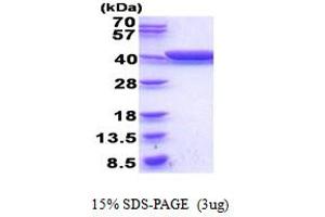 GldA (AA 1-367) protein (His tag)