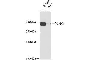 Western blot analysis of extracts of various cell lines, using PCNX1 antibody (ABIN7269201) at 1:1000 dilution. (Pecanex-Like Protein 1 (PCNX1) antibody)
