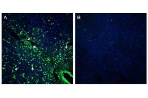 Expression of Presenilin-2 in mouse midbrainImmunohistochemical staining of perfusion-fixed frozen mouse brain sections with Anti-Presenilin-2 Antibody (ABIN7043554, ABIN7044526 and ABIN7044527), (1:200), followed by goat anti-rabbit-AlexaFluor-488. (Presenilin 2 (Alzheimer Disease 4) (PSEN2) Peptide)