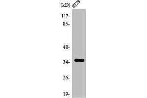 Western Blot analysis of HT29 cells using Olfactory receptor 2K2 Polyclonal Antibody (OR2K2 antibody  (C-Term))