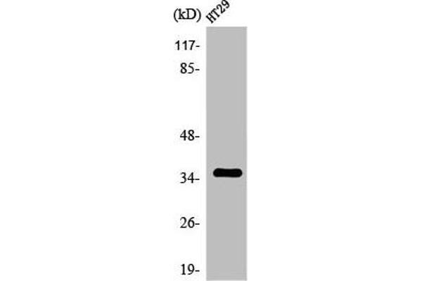 OR2K2 anticorps  (C-Term)