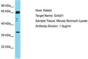 Image no. 1 for anti-Guanine Nucleotide Binding Protein (G Protein), beta Polypeptide 2-Like 1 (GNB2L1) (AA 188-237) antibody (ABIN6750457) (GNB2L1 antibody  (AA 188-237))