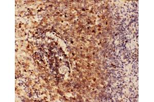 IHC-P testing of rat spleen tissue (Beclin 1 antibody  (AA 1-354))