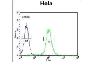 Flow Cytometry (FACS) image for anti-X-Ray Repair Complementing Defective Repair in Chinese Hamster Cells 6 (XRCC6) (AA 228-254) antibody (ABIN651281)