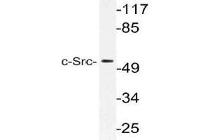 Western blot (WB) analysis of c-Src antibody in extracts from HeLa cells.