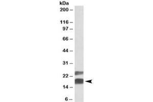 Western blot testing of mouse testis lysate with CIRBP antibody at 0. (CIRBP antibody)
