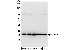 Western Blotting (WB) image for anti-ATP Synthase, H+ Transporting, Mitochondrial Fo Complex, Subunit D (ATP5H) (AA 111-161) antibody (ABIN7450011)