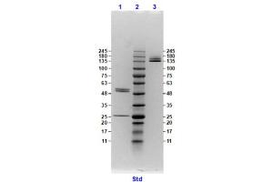 Coomassie stained SDS-PAGE results using Anti-Hemagglutinin (HA) (Mouse) Monoclonal Antibody clone 22A81 separated in a 4-20 % gradient gel. (Hemagglutinin antibody)