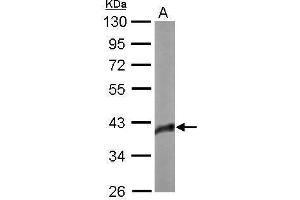 WB Image Sample (20 ug of whole cell lysate) A: Human ESC 10% SDS PAGE antibody diluted at 1:1000 (SOX2 antibody)