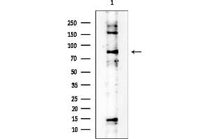 anti-Nuclear Factor (erythroid-Derived 2)-Like 1 (NFE2L1) (N-Term) antibody