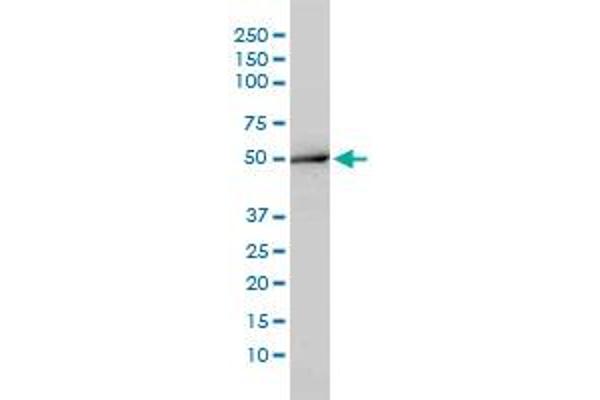 Aminoacylase 1 antibody  (AA 1-408)