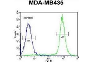 Flow cytometric analysis of MDA-MB435 cells using IBTK / BTKI Antibody (Center) Cat.