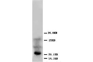 Anti-FGF4 antibody, Western blotting WB: HELA Cell Lysate