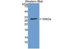 Western Blotting (WB) image for anti-Activating Transcription Factor 1 (AFT1) (AA 2-240) antibody (ABIN3206819) (AFT1 antibody  (AA 2-240))