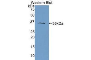 Western Blotting (WB) image for anti-Fms-Related tyrosine Kinase 1 (VEGFR1) (FLT1) (AA 27-328) antibody (ABIN1175060) (FLT1 antibody  (AA 27-328))