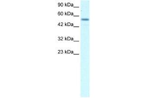 EBF3 antibody (20R-1069) used at 0. (EBF3 antibody  (Middle Region))