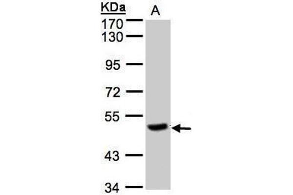 CPQ antibody