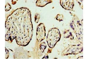 Immunohistochemistry of paraffin-embedded human placenta tissue using ABIN7168957 at dilution of 1:100 (STRAP antibody  (AA 1-350))
