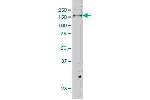 ERBB3 monoclonal antibody (M01), clone 2E9 Western Blot analysis of ERBB3 expression in Hela S3 NE . (ERBB3 antibody  (AA 1-130))