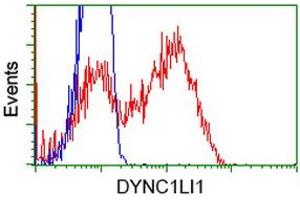 HEK293T cells transfected with either RC222010 overexpress plasmid (Red) or empty vector control plasmid (Blue) were immunostained by anti-DYNC1LI1 antibody (ABIN2452968), and then analyzed by flow cytometry. (DYNC1LI1 antibody)