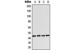 Western blot analysis of Adenosine A2a Receptor expression in HeLa (A), Raw264.