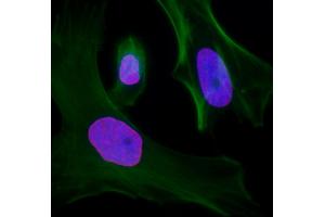 Immunofluorescence (IF) image for anti-Lamin A/C (LMNA) (AA 400-450) antibody (ABIN7455219)