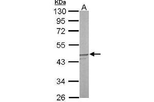 WB Image Sample (50 ug of whole cell lysate) A: mouse liver 10% SDS PAGE antibody diluted at 1:1000 (DUSP6 antibody)