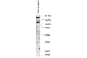 Western blot analysis is shown using  Affinity Purified anti-Huntingtin pS421 antibody to detect endogenous protein present in an unstimulated human PC-3 whole cell lysate (arrowhead). (Huntingtin antibody  (pSer421))