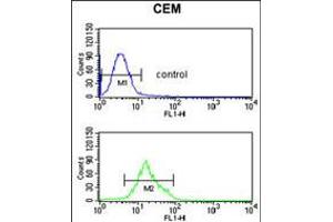 Flow cytometric analysis of CEM cells (bottom histogram) compared to a negative control cell (top histogram). (TCHP antibody  (AA 291-320))