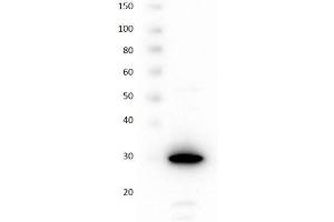 Western blot using RFP control protein Western blot using RFP control protein.