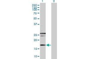 Western Blot analysis of RHEB expression in transfected 293T cell line by RHEB MaxPab polyclonal antibody. (RHEB antibody  (AA 1-184))