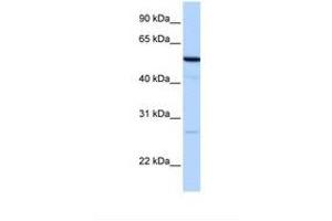 Image no. 1 for anti-Receptor Accessory Protein 4 (REEP4) (AA 67-116) antibody (ABIN6738648) (Receptor Accessory Protein 4 antibody  (AA 67-116))